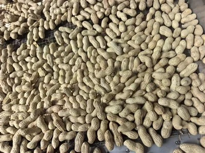 Stekt i skallpeanøtter