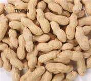 Engros høykvalitets kinesisk stekt peanøtt i skall